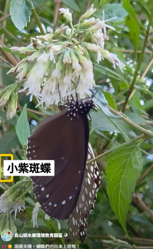 相關圖片